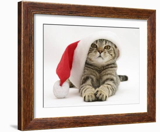 Tabby Cat Wearing a Father Christmas Hat-Jane Burton-Framed Photographic Print