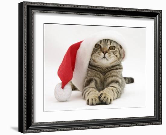 Tabby Cat Wearing a Father Christmas Hat-Jane Burton-Framed Photographic Print