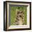 Tabby (grey) (square)-John W^ Golden-Framed Art Print