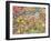 Tabby in Autumn, 1996-Hilary Jones-Framed Giclee Print