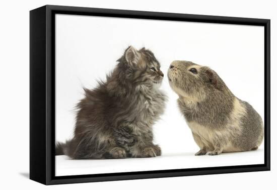 Tabby Kitten, 10 Weeks, with Guinea Pig-Mark Taylor-Framed Premier Image Canvas