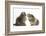 Tabby Kitten, 10 Weeks, with Guinea Pig-Mark Taylor-Framed Photographic Print