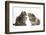 Tabby Kitten, 10 Weeks, with Guinea Pig-Mark Taylor-Framed Photographic Print