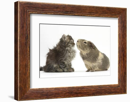 Tabby Kitten, 10 Weeks, with Guinea Pig-Mark Taylor-Framed Photographic Print