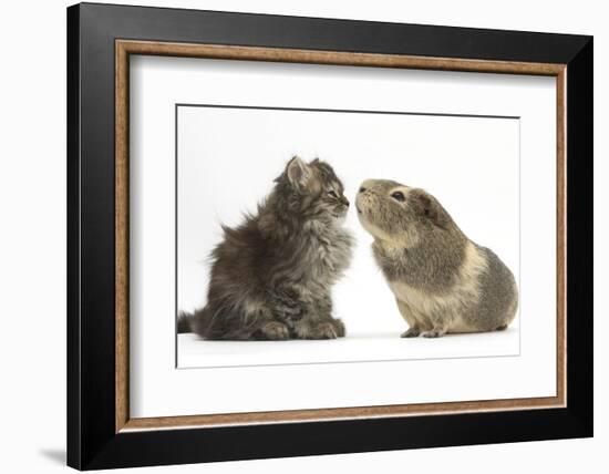 Tabby Kitten, 10 Weeks, with Guinea Pig-Mark Taylor-Framed Photographic Print