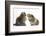 Tabby Kitten, 10 Weeks, with Guinea Pig-Mark Taylor-Framed Photographic Print