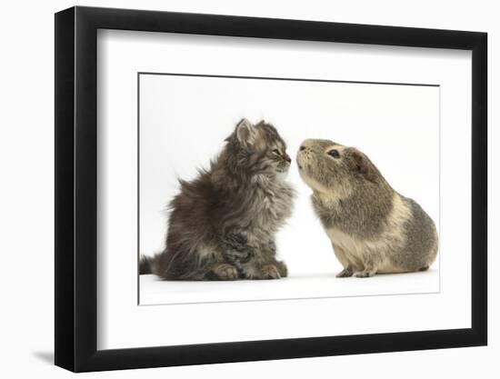 Tabby Kitten, 10 Weeks, with Guinea Pig-Mark Taylor-Framed Photographic Print