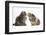 Tabby Kitten, 10 Weeks, with Guinea Pig-Mark Taylor-Framed Photographic Print