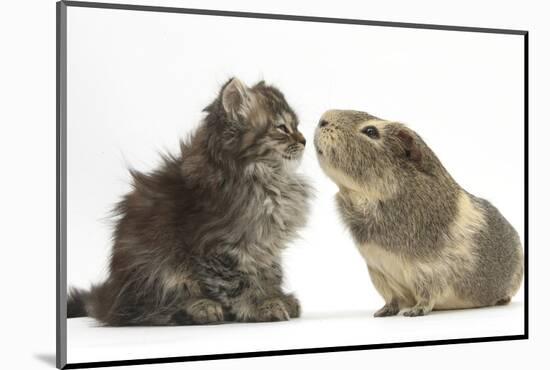 Tabby Kitten, 10 Weeks, with Guinea Pig-Mark Taylor-Mounted Photographic Print