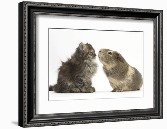 Tabby Kitten, 10 Weeks, with Guinea Pig-Mark Taylor-Framed Photographic Print