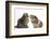 Tabby Kitten, 10 Weeks, with Guinea Pig-Mark Taylor-Framed Photographic Print