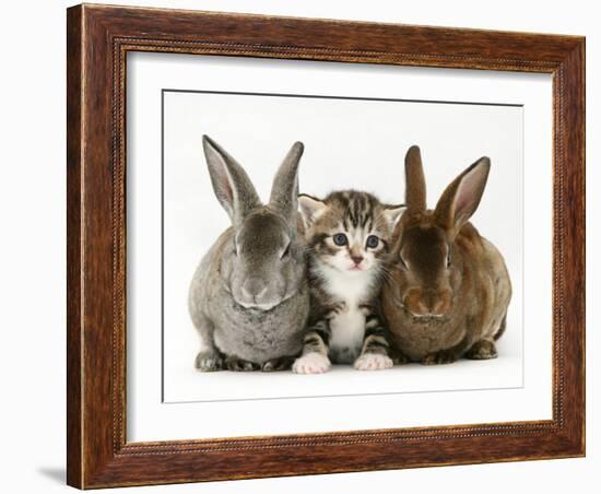 Tabby Kitten Between Two Rabbits-Jane Burton-Framed Photographic Print