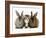 Tabby Kitten Between Two Rabbits-Jane Burton-Framed Photographic Print