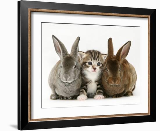 Tabby Kitten Between Two Rabbits-Jane Burton-Framed Photographic Print
