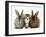 Tabby Kitten Between Two Rabbits-Jane Burton-Framed Photographic Print