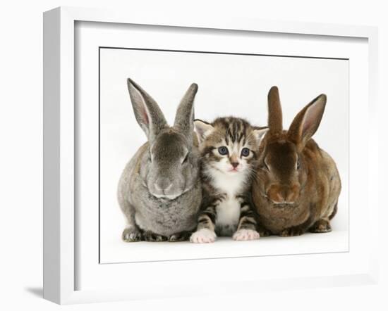 Tabby Kitten Between Two Rabbits-Jane Burton-Framed Photographic Print