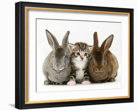 Tabby Kitten Between Two Rabbits-Jane Burton-Framed Photographic Print