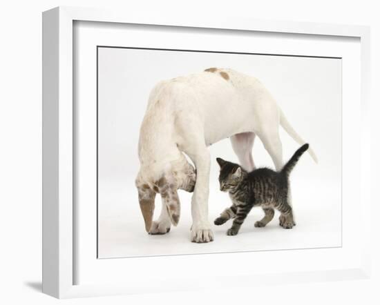 Tabby Kitten, Fosset, 10 Weeks, with Great Dane Puppy, Tia, 14 Weeks-Mark Taylor-Framed Photographic Print