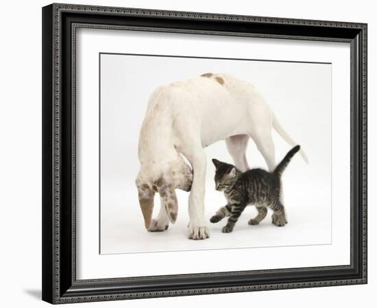 Tabby Kitten, Fosset, 10 Weeks, with Great Dane Puppy, Tia, 14 Weeks-Mark Taylor-Framed Photographic Print