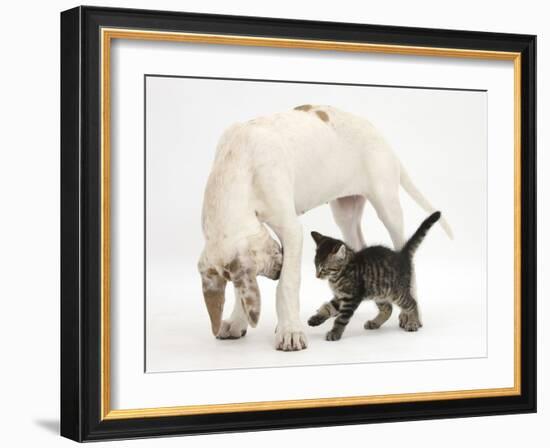 Tabby Kitten, Fosset, 10 Weeks, with Great Dane Puppy, Tia, 14 Weeks-Mark Taylor-Framed Photographic Print