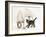 Tabby Kitten, Fosset, 10 Weeks, with Great Dane Puppy, Tia, 14 Weeks-Mark Taylor-Framed Photographic Print