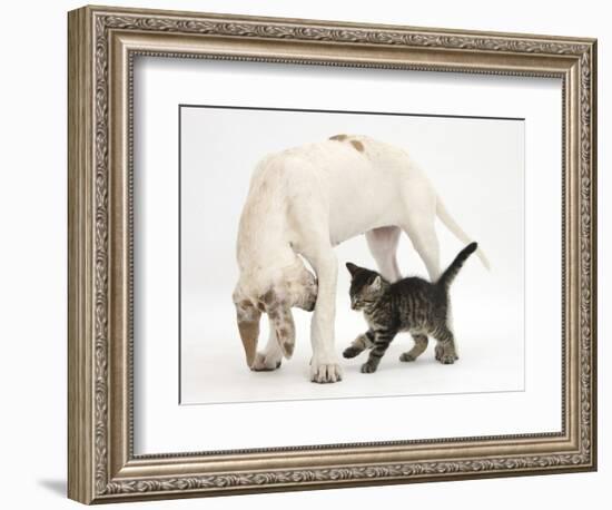 Tabby Kitten, Fosset, 10 Weeks, with Great Dane Puppy, Tia, 14 Weeks-Mark Taylor-Framed Photographic Print
