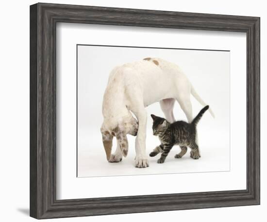 Tabby Kitten, Fosset, 10 Weeks, with Great Dane Puppy, Tia, 14 Weeks-Mark Taylor-Framed Photographic Print