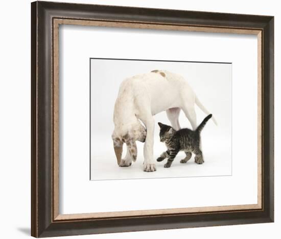 Tabby Kitten, Fosset, 10 Weeks, with Great Dane Puppy, Tia, 14 Weeks-Mark Taylor-Framed Photographic Print