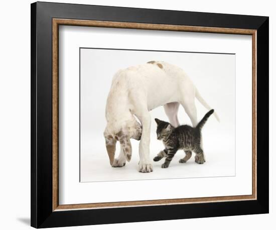 Tabby Kitten, Fosset, 10 Weeks, with Great Dane Puppy, Tia, 14 Weeks-Mark Taylor-Framed Photographic Print