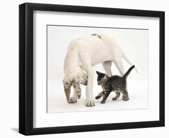 Tabby Kitten, Fosset, 10 Weeks, with Great Dane Puppy, Tia, 14 Weeks-Mark Taylor-Framed Photographic Print