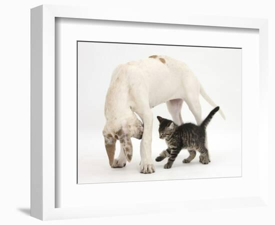 Tabby Kitten, Fosset, 10 Weeks, with Great Dane Puppy, Tia, 14 Weeks-Mark Taylor-Framed Photographic Print