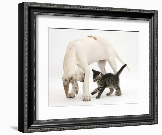 Tabby Kitten, Fosset, 10 Weeks, with Great Dane Puppy, Tia, 14 Weeks-Mark Taylor-Framed Photographic Print