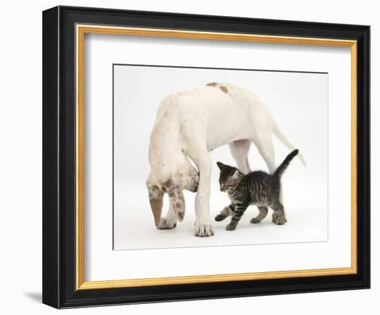 Tabby Kitten, Fosset, 10 Weeks, with Great Dane Puppy, Tia, 14 Weeks-Mark Taylor-Framed Photographic Print