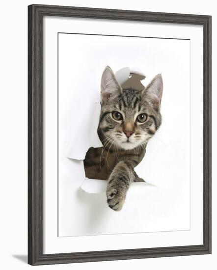 Tabby Kitten, Fosset, 4 Months , Breaking Through Paper-Mark Taylor-Framed Photographic Print