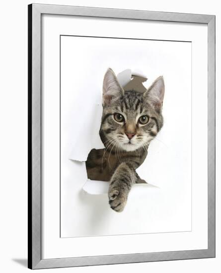 Tabby Kitten, Fosset, 4 Months , Breaking Through Paper-Mark Taylor-Framed Photographic Print