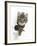 Tabby Kitten, Fosset, 4 Months , Breaking Through Paper-Mark Taylor-Framed Photographic Print