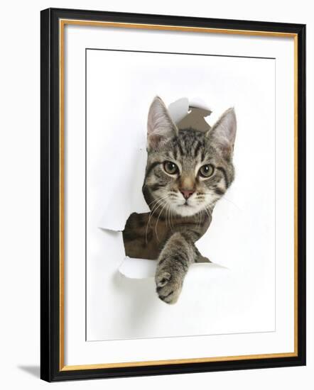 Tabby Kitten, Fosset, 4 Months , Breaking Through Paper-Mark Taylor-Framed Photographic Print