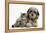 Tabby Kitten, Fosset, 8 Weeks Old, with Fluffy Black-And-Grey Daxie-Doodle Pup, Pebbles-Mark Taylor-Framed Premier Image Canvas