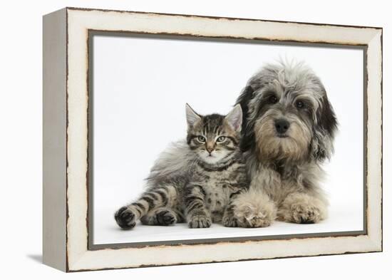 Tabby Kitten, Fosset, 8 Weeks Old, with Fluffy Black-And-Grey Daxie-Doodle Pup, Pebbles-Mark Taylor-Framed Premier Image Canvas