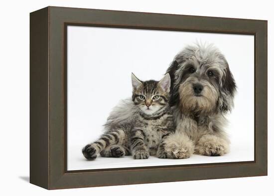 Tabby Kitten, Fosset, 8 Weeks Old, with Fluffy Black-And-Grey Daxie-Doodle Pup, Pebbles-Mark Taylor-Framed Premier Image Canvas