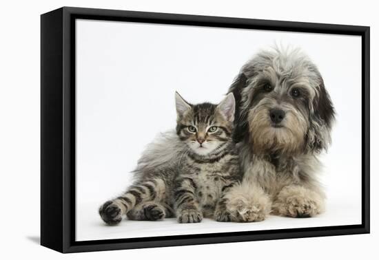 Tabby Kitten, Fosset, 8 Weeks Old, with Fluffy Black-And-Grey Daxie-Doodle Pup, Pebbles-Mark Taylor-Framed Premier Image Canvas