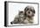 Tabby Kitten, Fosset, 8 Weeks Old, with Fluffy Black-And-Grey Daxie-Doodle Pup, Pebbles-Mark Taylor-Framed Premier Image Canvas