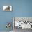 Tabby Kitten, Fosset, 8 Weeks Old, with Fluffy Black-And-Grey Daxie-Doodle Pup, Pebbles-Mark Taylor-Framed Premier Image Canvas displayed on a wall