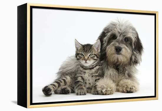 Tabby Kitten, Fosset, 8 Weeks Old, with Fluffy Black-And-Grey Daxie-Doodle Pup, Pebbles-Mark Taylor-Framed Premier Image Canvas