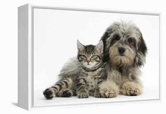 Tabby Kitten, Fosset, 8 Weeks Old, with Fluffy Black-And-Grey Daxie-Doodle Pup, Pebbles-Mark Taylor-Framed Premier Image Canvas