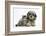 Tabby Kitten, Fosset, 8 Weeks Old, with Fluffy Black-And-Grey Daxie-Doodle Pup, Pebbles-Mark Taylor-Framed Photographic Print