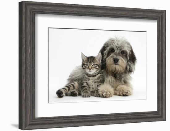 Tabby Kitten, Fosset, 8 Weeks Old, with Fluffy Black-And-Grey Daxie-Doodle Pup, Pebbles-Mark Taylor-Framed Photographic Print