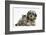 Tabby Kitten, Fosset, 8 Weeks Old, with Fluffy Black-And-Grey Daxie-Doodle Pup, Pebbles-Mark Taylor-Framed Photographic Print