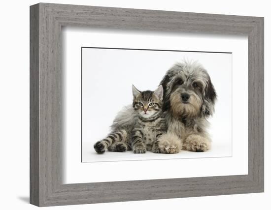 Tabby Kitten, Fosset, 8 Weeks Old, with Fluffy Black-And-Grey Daxie-Doodle Pup, Pebbles-Mark Taylor-Framed Photographic Print