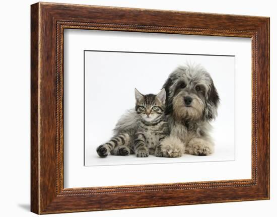 Tabby Kitten, Fosset, 8 Weeks Old, with Fluffy Black-And-Grey Daxie-Doodle Pup, Pebbles-Mark Taylor-Framed Photographic Print